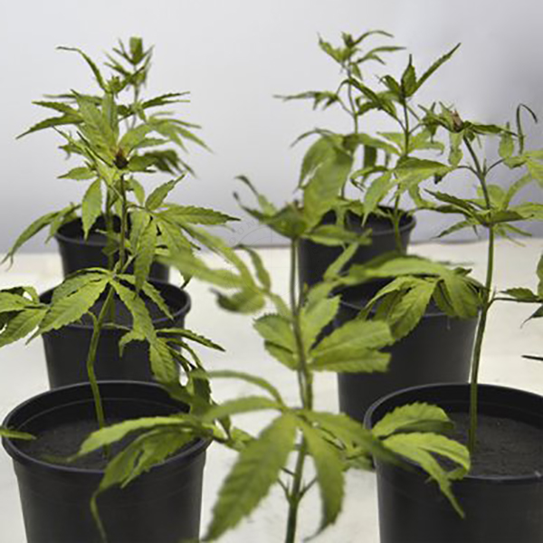 Marijuana Plant - Simulated Training Aid